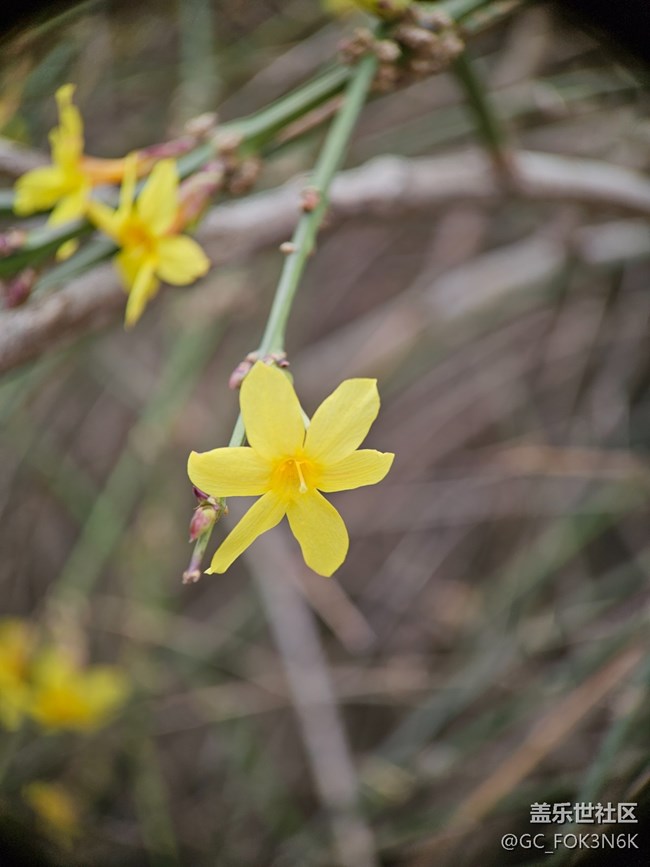 【青春嫩芽】初春的花