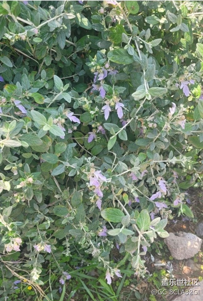 【广州的花花们】小花