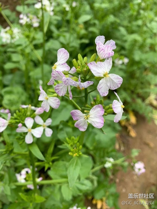 【春日寻花】花花草草