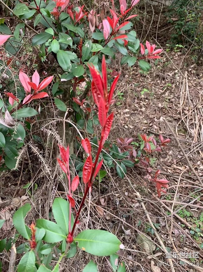 【春日寻花】花花草草