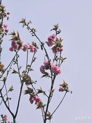 【生机盎然的世界】春的画卷