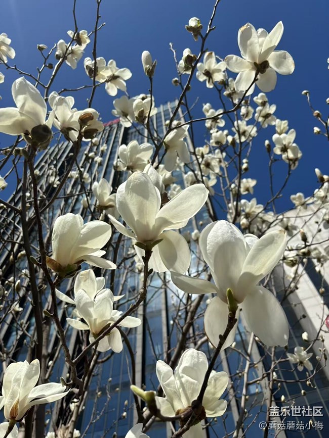 【青青嫩芽】玉兰花开，东塔好美