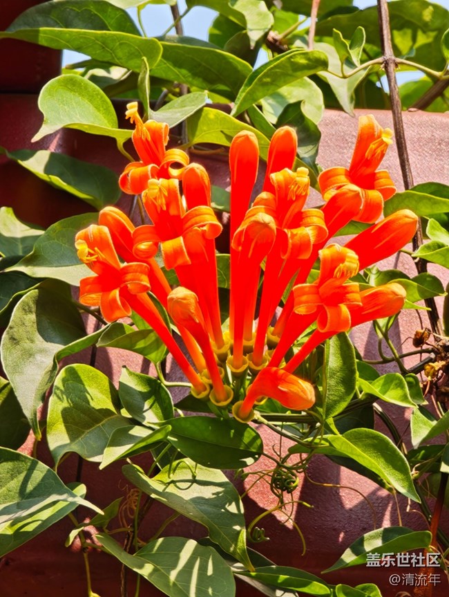 【春日寻花】花开茂盛