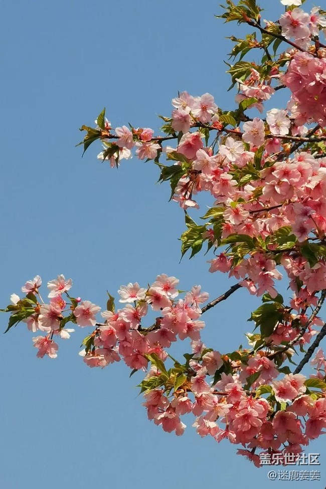 【青青嫩芽】桃花知，春天来