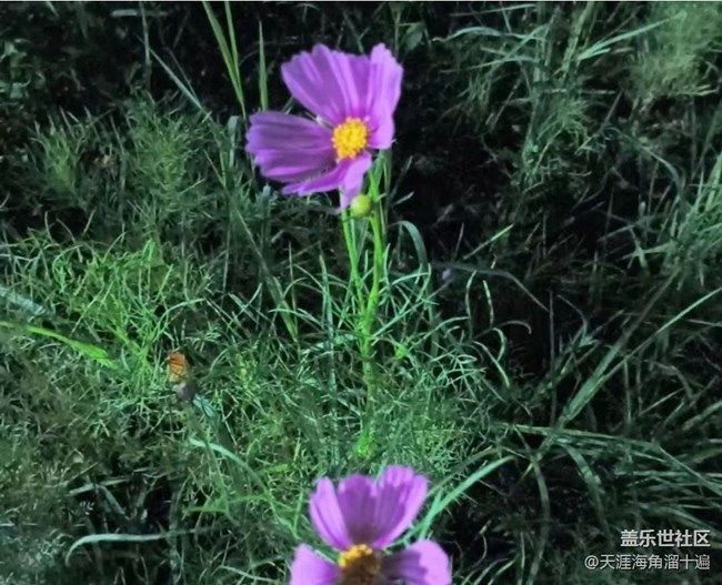 【春日踏青季】逛公园