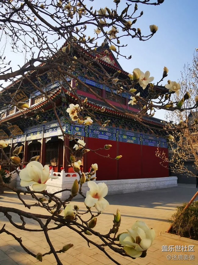 【青青嫩芽】东塔的玉兰花开了~