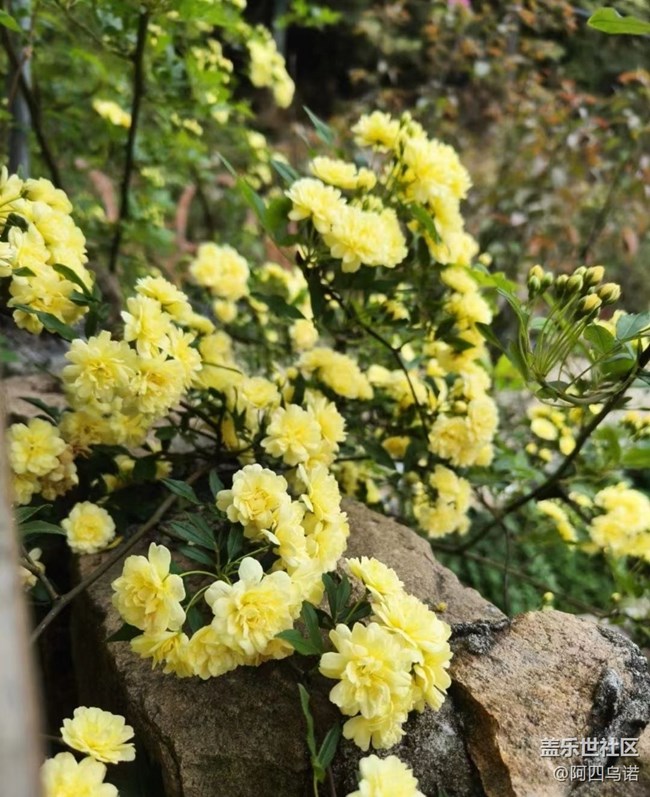 【春日寻花】黄木香