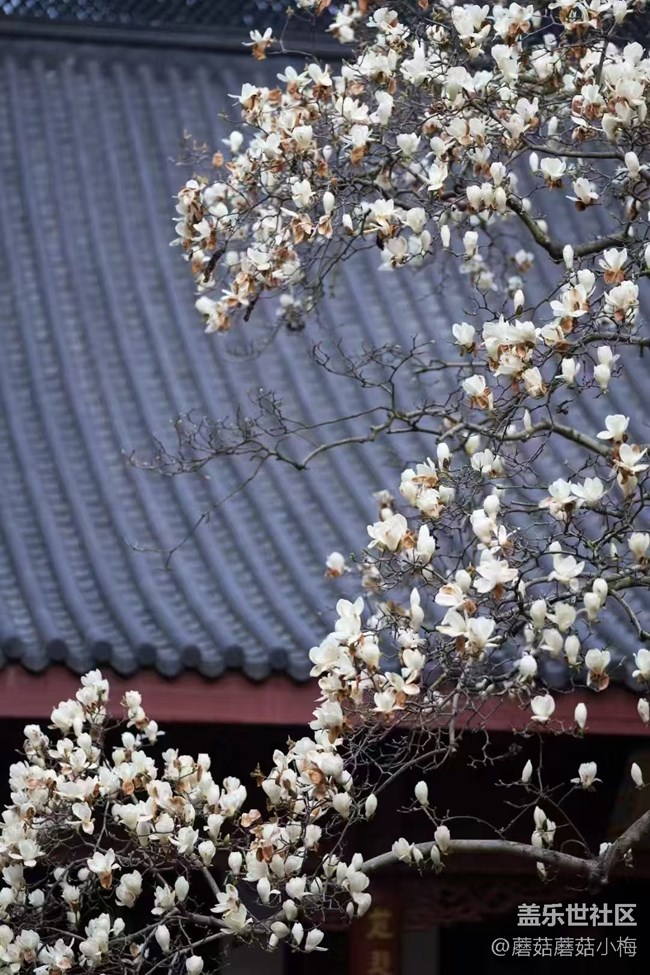 【青青嫩芽】玉兰花开，东塔好美