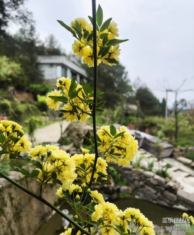 【春日寻花】黄木香