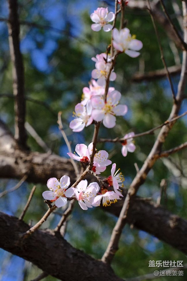 【青青嫩芽】桃花知，春天来