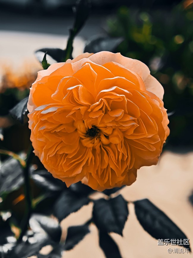 【春日寻花】花开茂盛