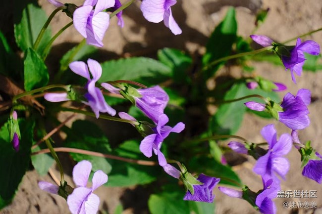 【青青嫩芽】桃花知，春天来