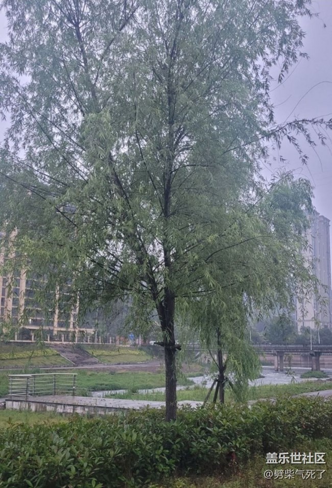 【春日踏青季】雨天公园