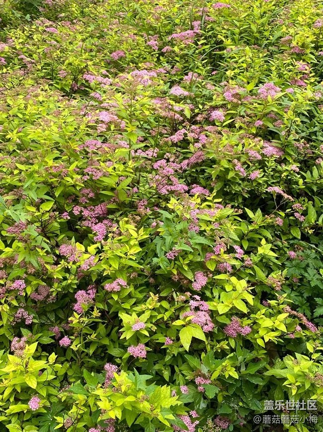 【青青嫩芽】三星镜头下的小花花~