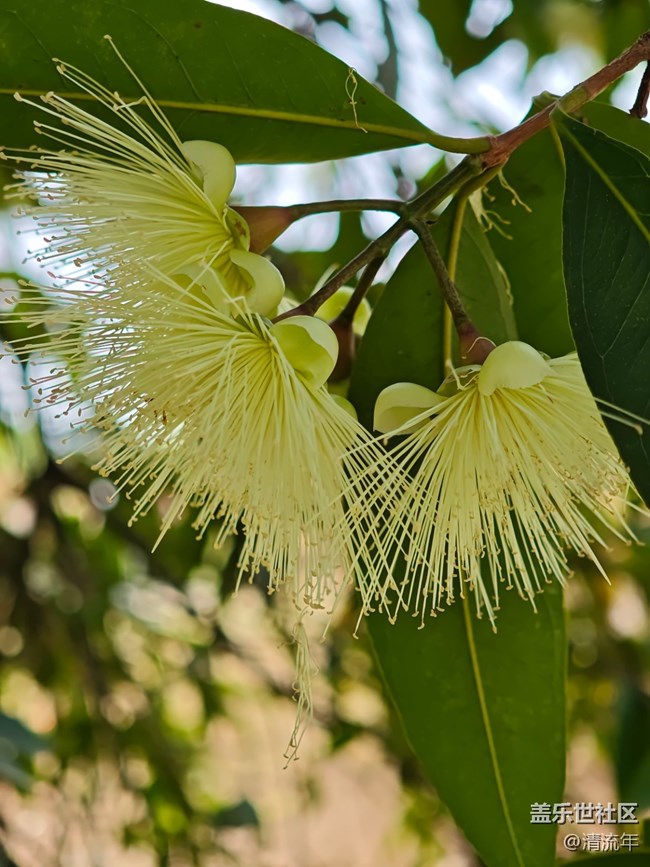 【春日寻花】花开茂盛