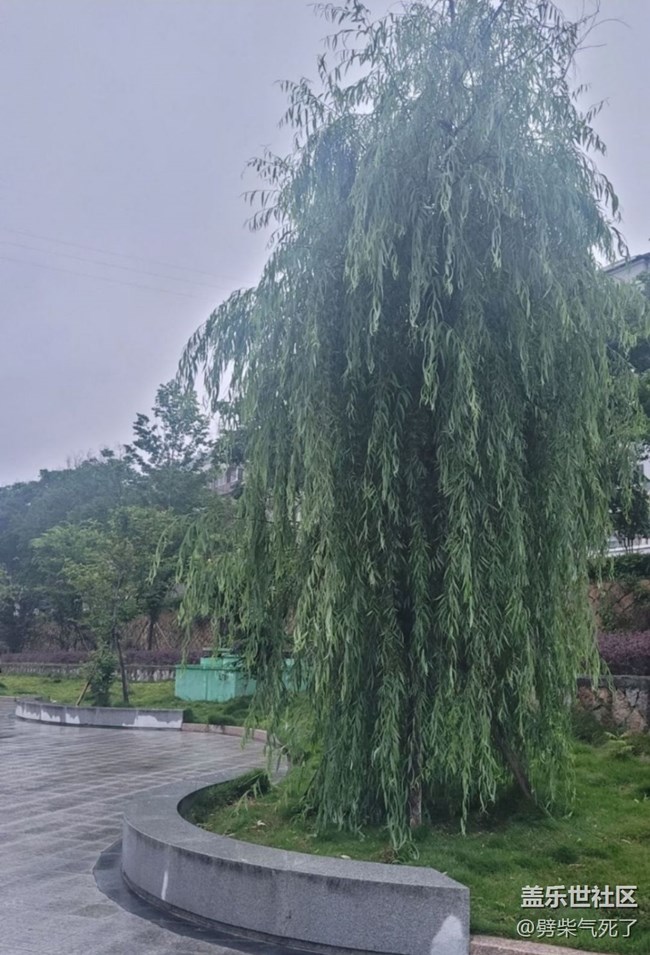 【春日踏青季】雨天公园
