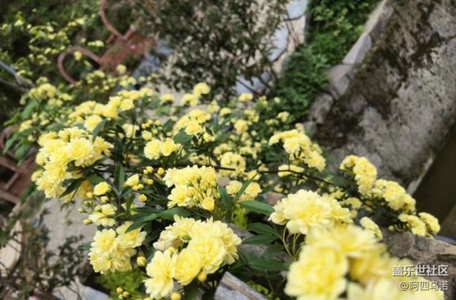 【春日寻花】黄木香