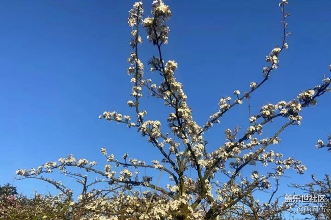 【广州的花花们】百花齐放