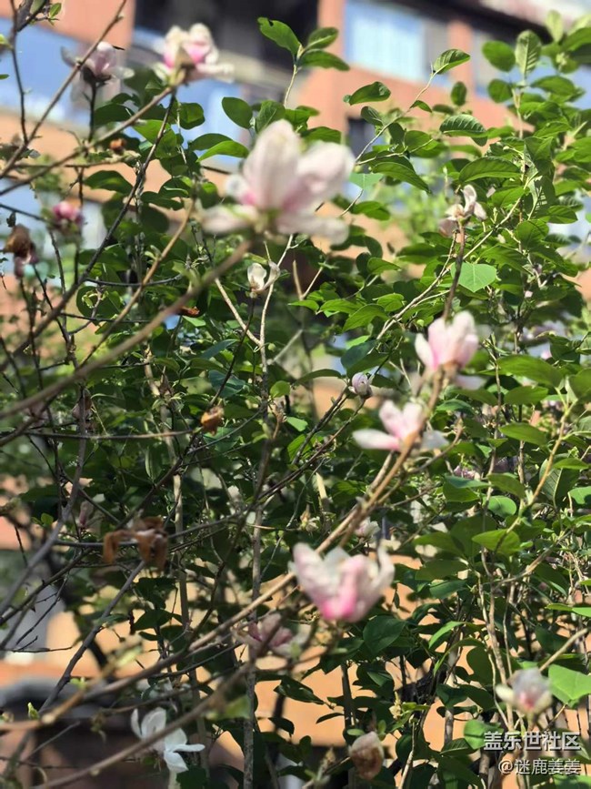 【青青嫩芽】桃花知，春天来