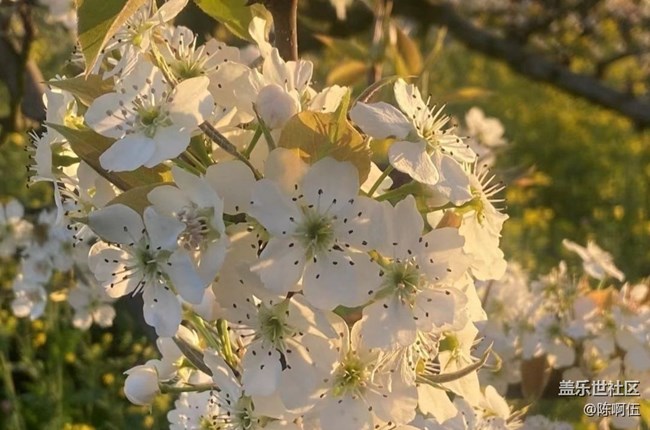【广州的花花们】百花齐放