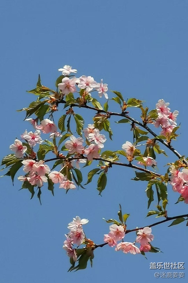 【青青嫩芽】桃花知，春天来