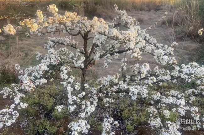 【广州的花花们】百花齐放