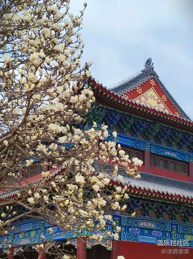【青青嫩芽】东塔的玉兰花开了~
