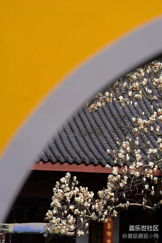 【青青嫩芽】玉兰花开，东塔好美