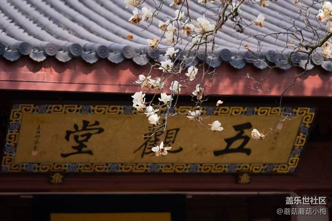 【青青嫩芽】玉兰花开，东塔好美