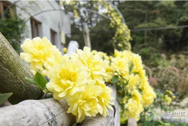 【春日寻花】黄木香