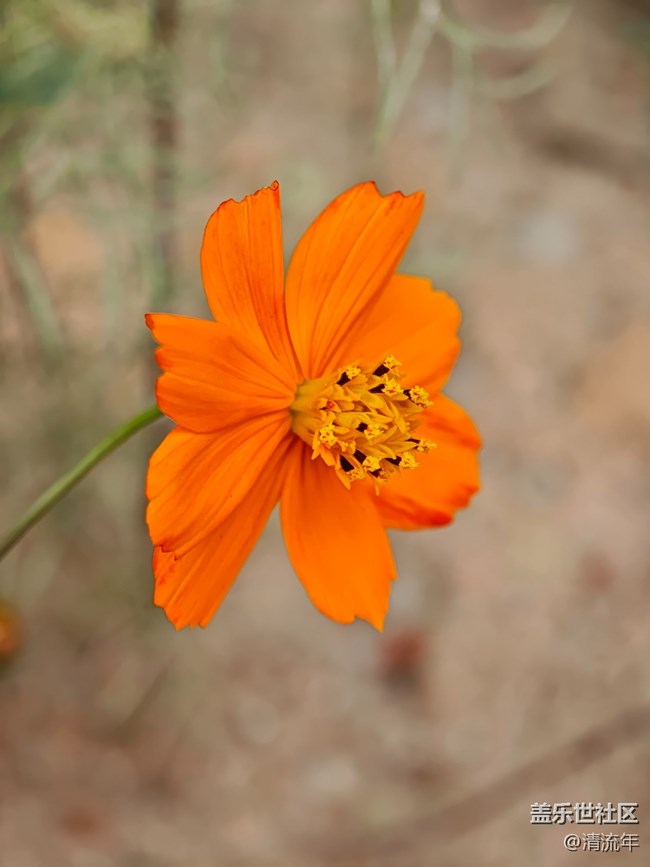 【春日寻花】花开茂盛