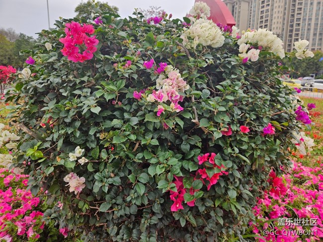 【广州的花花们】