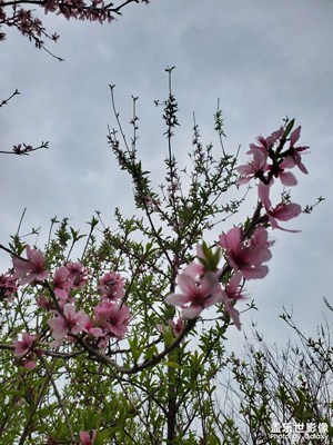 【生机盎然的世界】+桃花