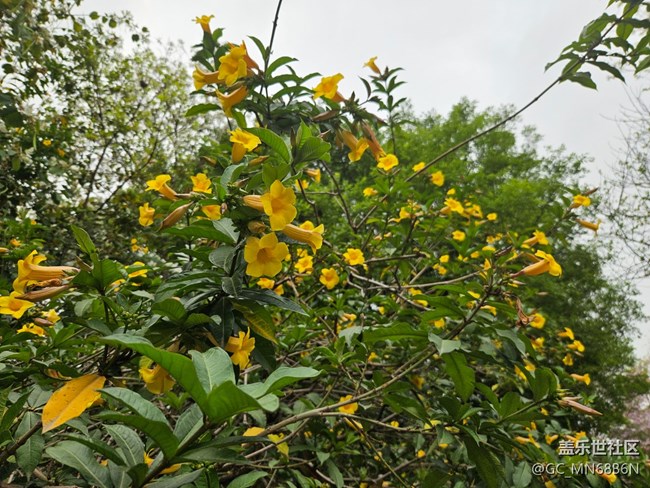【广州的花花们】黄色的喇叭花
