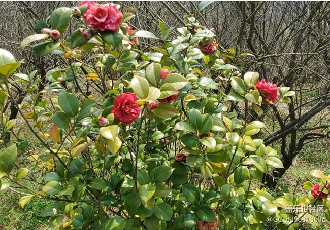 【广州的花花们】春花