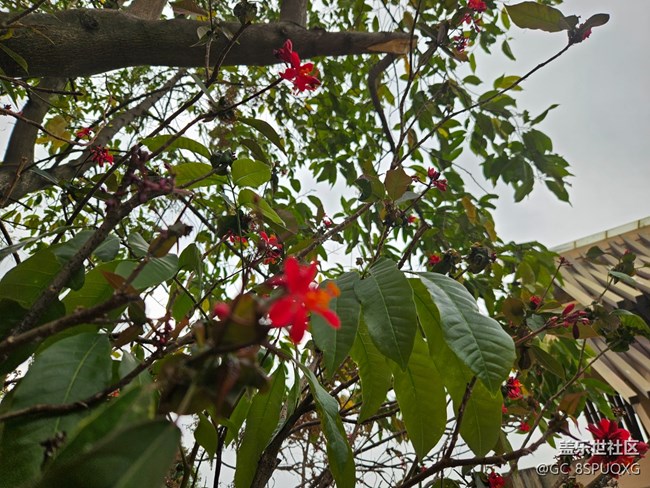 【广州的花花们】不知名的小花