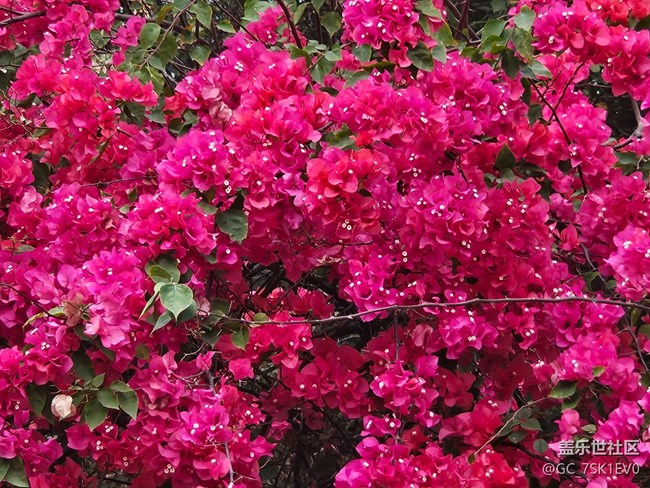 【广州的花花们】春日浪漫花开