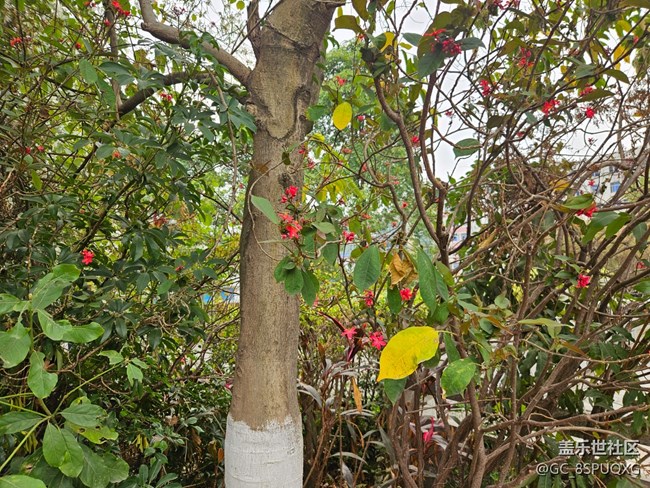 【广州的花花们】不知名的小花