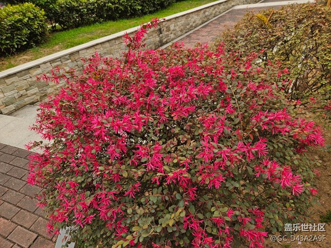 【广州的花花们】生活的诗意