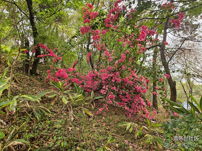 【广州的花花们】公园盛开的花朵