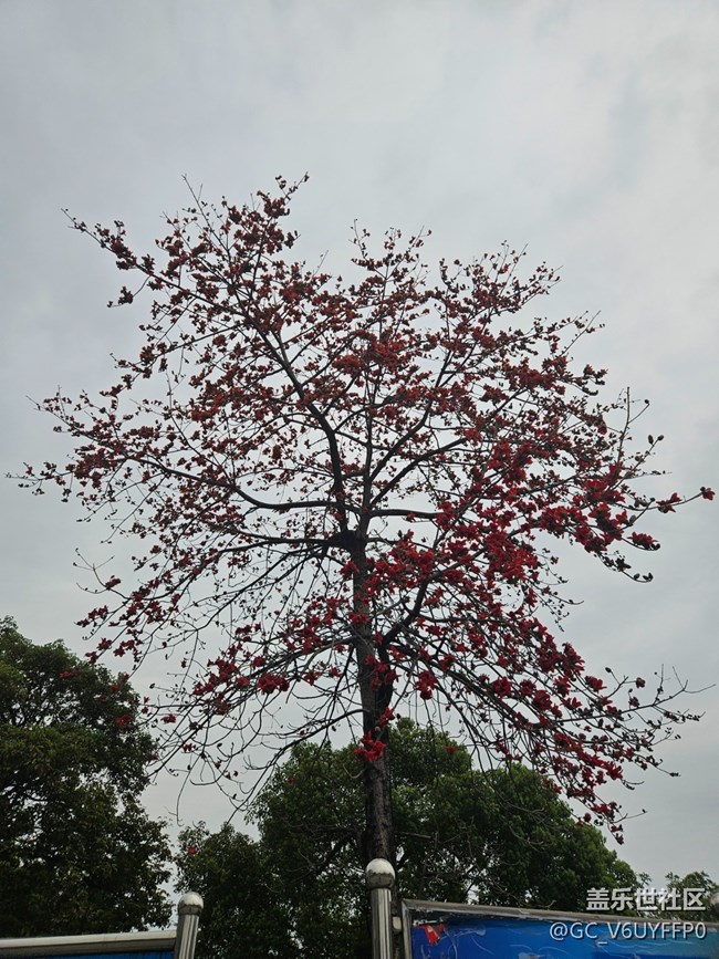 【广州的花花们】木棉花