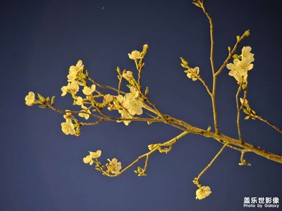 【春之夜】夜晚的花花