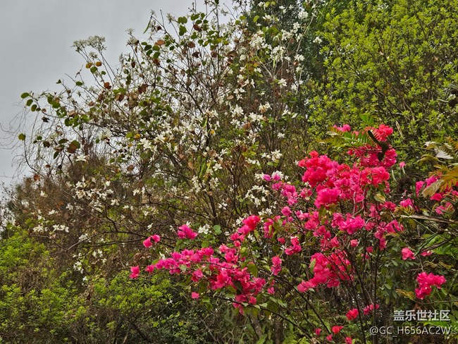【广州的花花们】色彩丰彩的鲜花