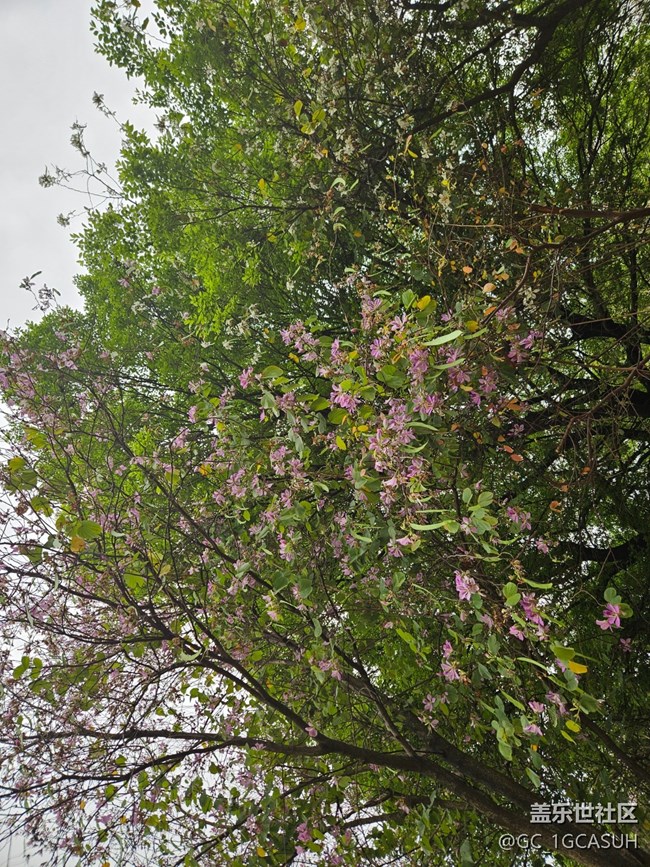 【广州的花花们】一路盛开的花朵