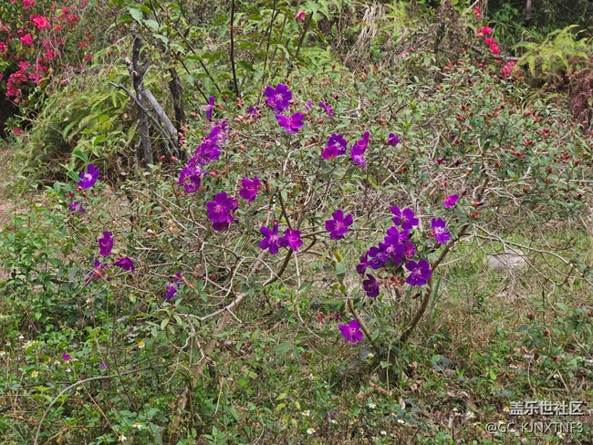 【广州的花花们】紫色的鲜花