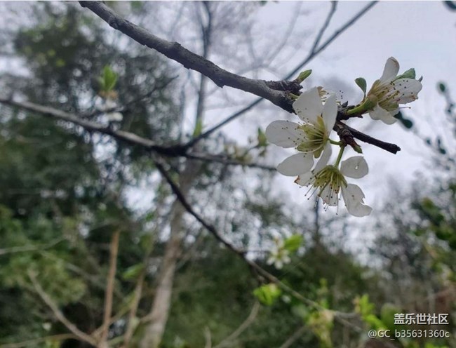 【广州的花花们】春花