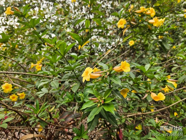 【广州的花花们】黄色的喇叭花