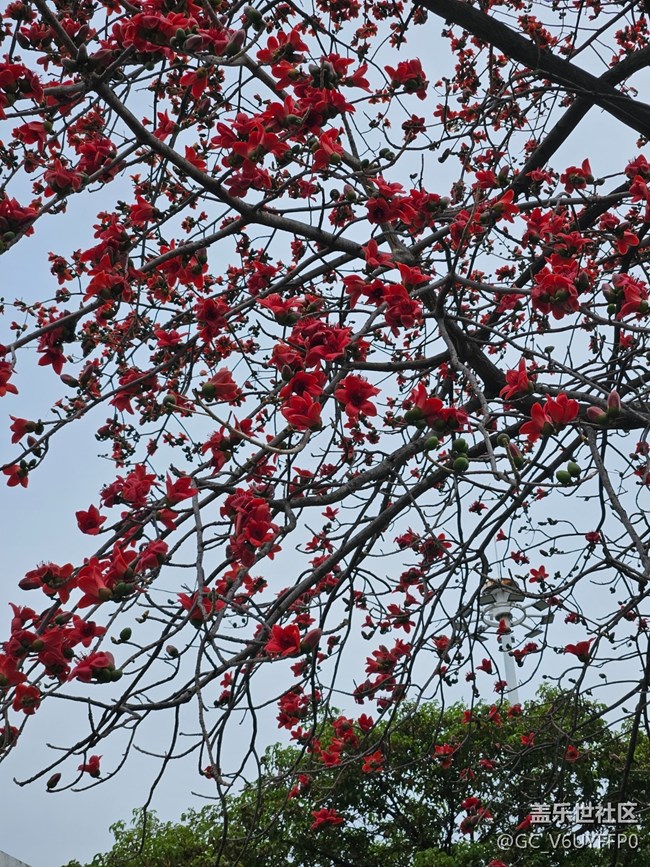 【广州的花花们】木棉花