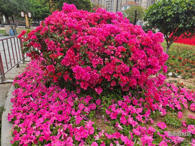 【广州的花花们】艳丽的鲜花