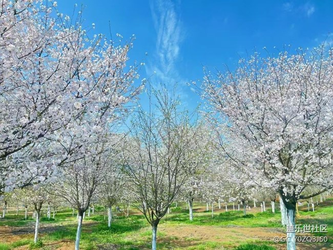 【春日踏青季】赏花